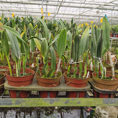 Rhyncholaelia Aristocrat is a primary orchid hybrid in the genus Rhyncholaelia, created by crossing the species Rhyncholaelia glauca and Rhyncholaelia digbyana.