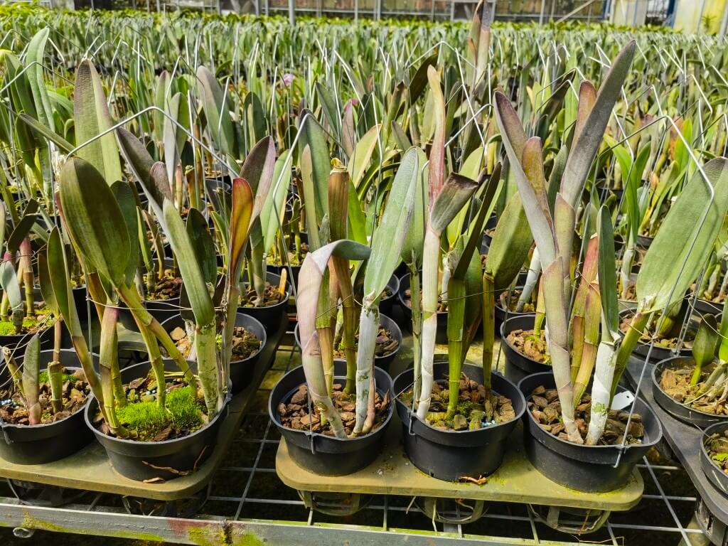 Rhyncholaelia digbyana Red Leaves (syn. Brassavola digbyana) is a distinctive form of Rhyncholaelia digbyana that grows one to two internodes taller than typical plants. It is characterized by noticeably redder foliage compared to the standard green leaves of Rhyncholaelia digbyana.