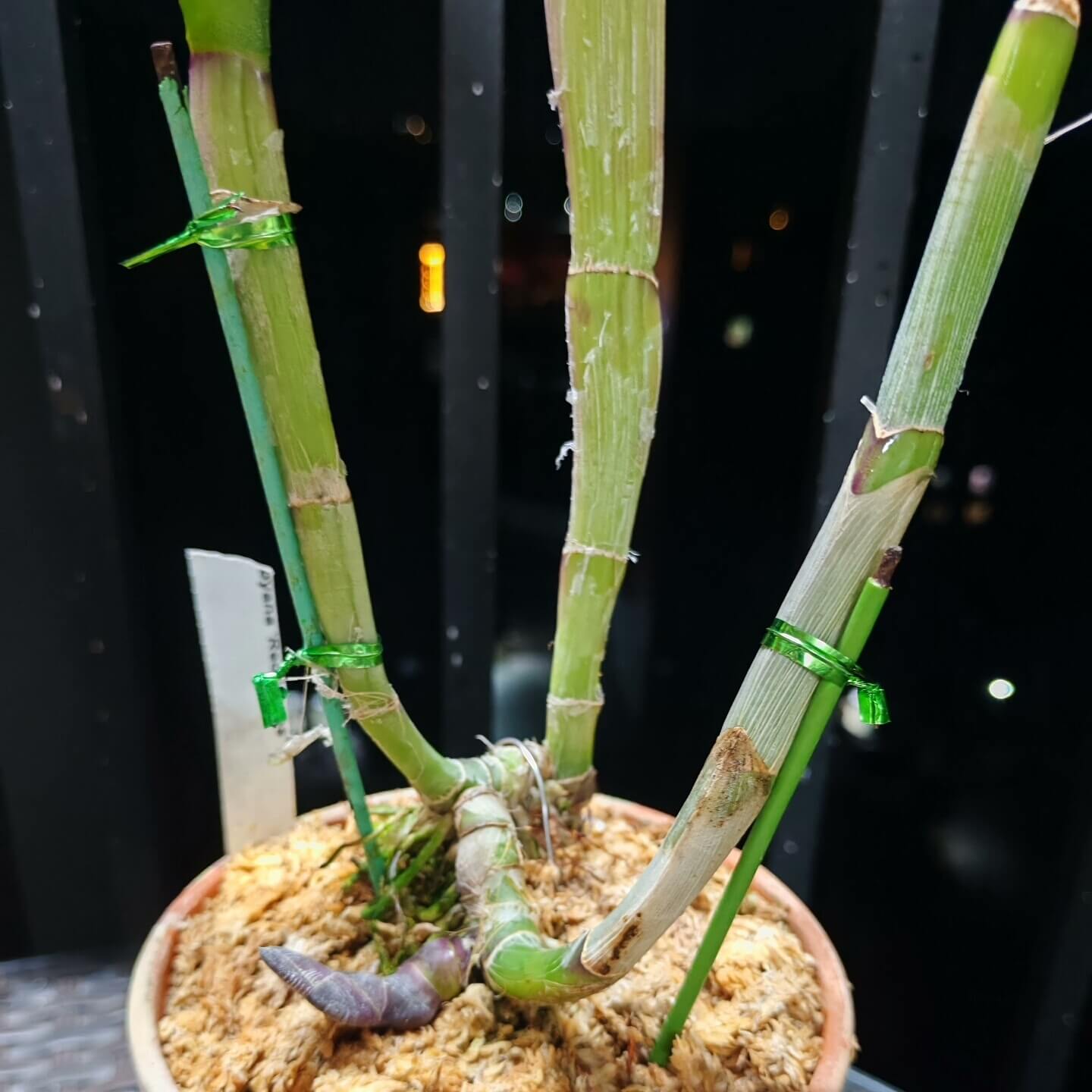 Rhyncholaelia digbyana Red Leaves (syn. Brassavola digbyana) is a distinctive form of Rhyncholaelia digbyana that grows one to two internodes taller than typical plants. It is characterized by noticeably redder foliage compared to the standard green leaves of Rhyncholaelia digbyana.