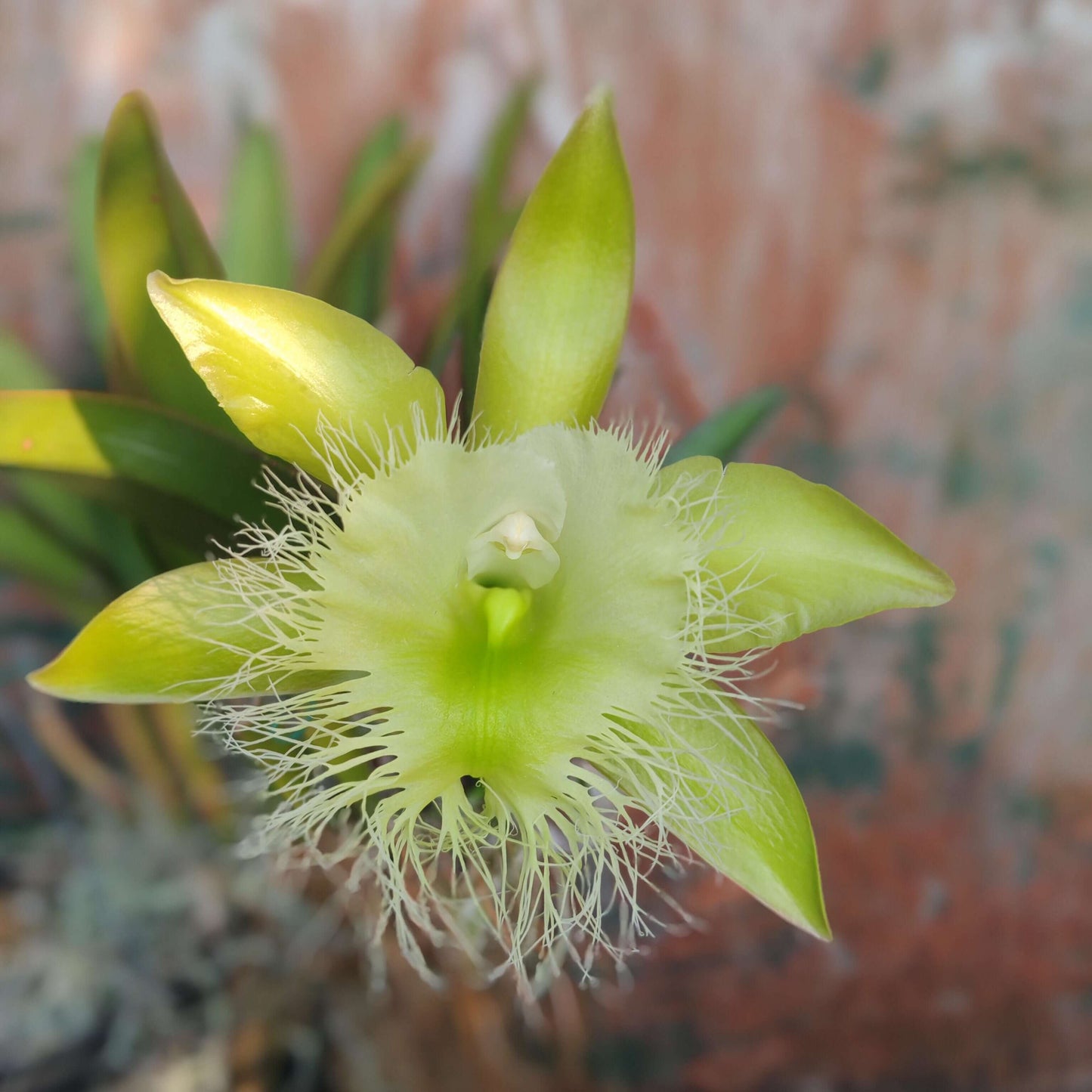 Rhyncholaelia digbyana (syn. Brassavola digbyana) is a medium-to-large epiphytic orchid in the genus Rhyncholaelia (family Orchidaceae), native to southeastern Mexico (Yucatán, Campeche, Quintana Roo), Belize, Guatemala, Honduras, and Costa Rica, where it grows epiphytically in humid lowland forests from near sea level up to about 1,000 m elevation.