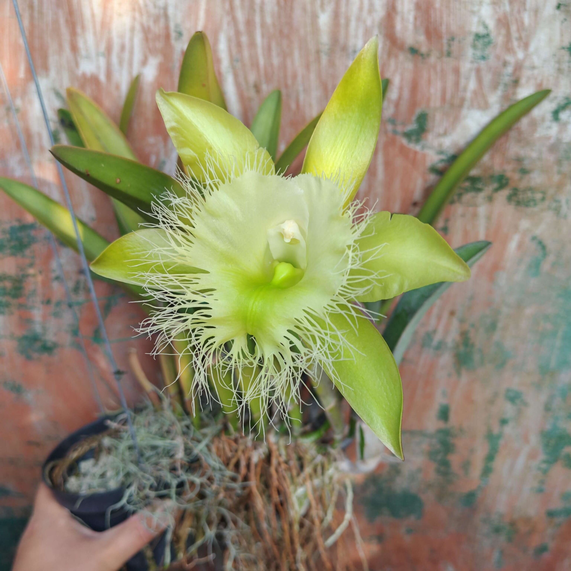 Rhyncholaelia digbyana (syn. Brassavola digbyana) is a medium-to-large epiphytic orchid in the genus Rhyncholaelia (family Orchidaceae), native to southeastern Mexico (Yucatán, Campeche, Quintana Roo), Belize, Guatemala, Honduras, and Costa Rica, where it grows epiphytically in humid lowland forests from near sea level up to about 1,000 m elevation.