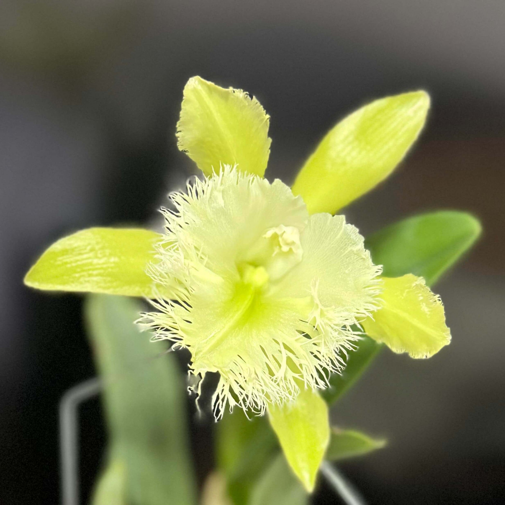 Rhyncholaelia digbyana (syn. Brassavola digbyana) is a medium-to-large epiphytic orchid in the genus Rhyncholaelia (family Orchidaceae), native to southeastern Mexico (Yucatán, Campeche, Quintana Roo), Belize, Guatemala, Honduras, and Costa Rica, where it grows epiphytically in humid lowland forests from near sea level up to about 1,000 m elevation.