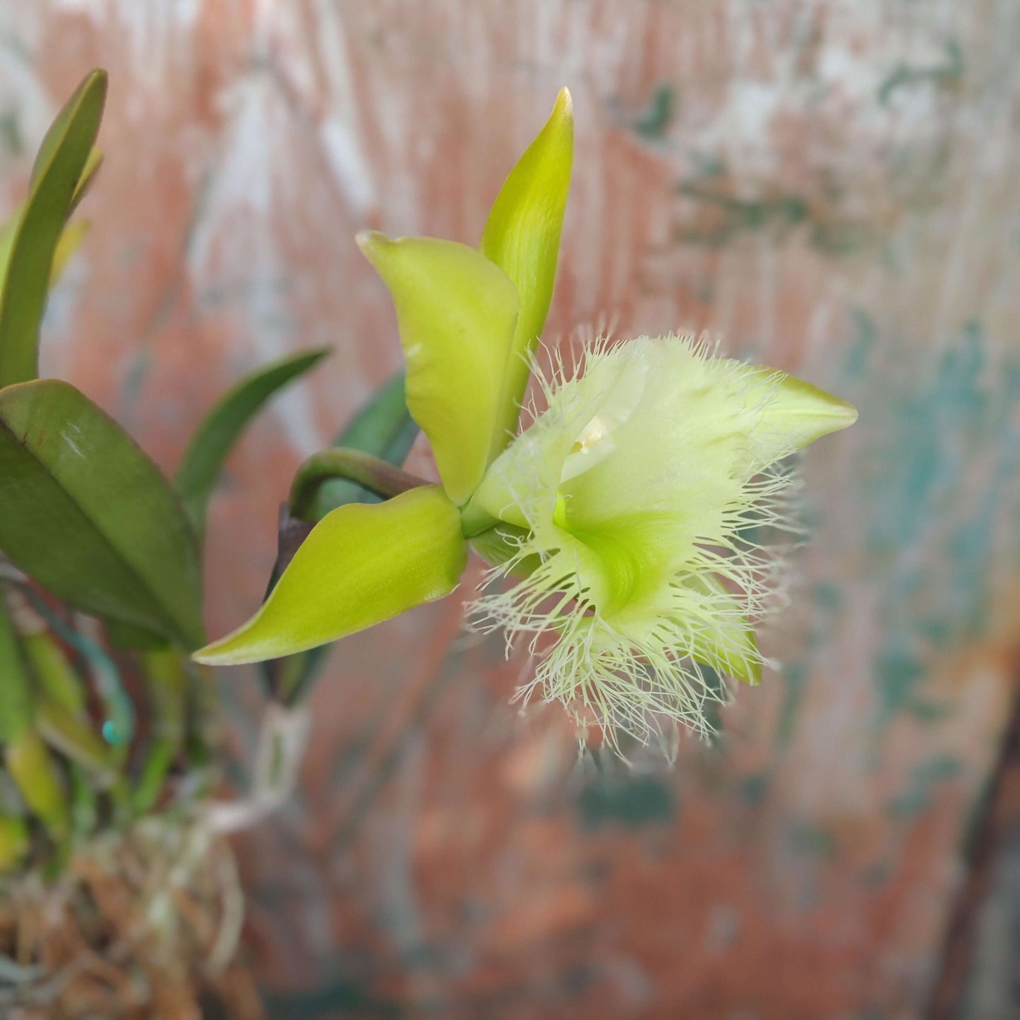Rhyncholaelia digbyana (syn. Brassavola digbyana) is a medium-to-large epiphytic orchid in the genus Rhyncholaelia (family Orchidaceae), native to southeastern Mexico (Yucatán, Campeche, Quintana Roo), Belize, Guatemala, Honduras, and Costa Rica, where it grows epiphytically in humid lowland forests from near sea level up to about 1,000 m elevation.