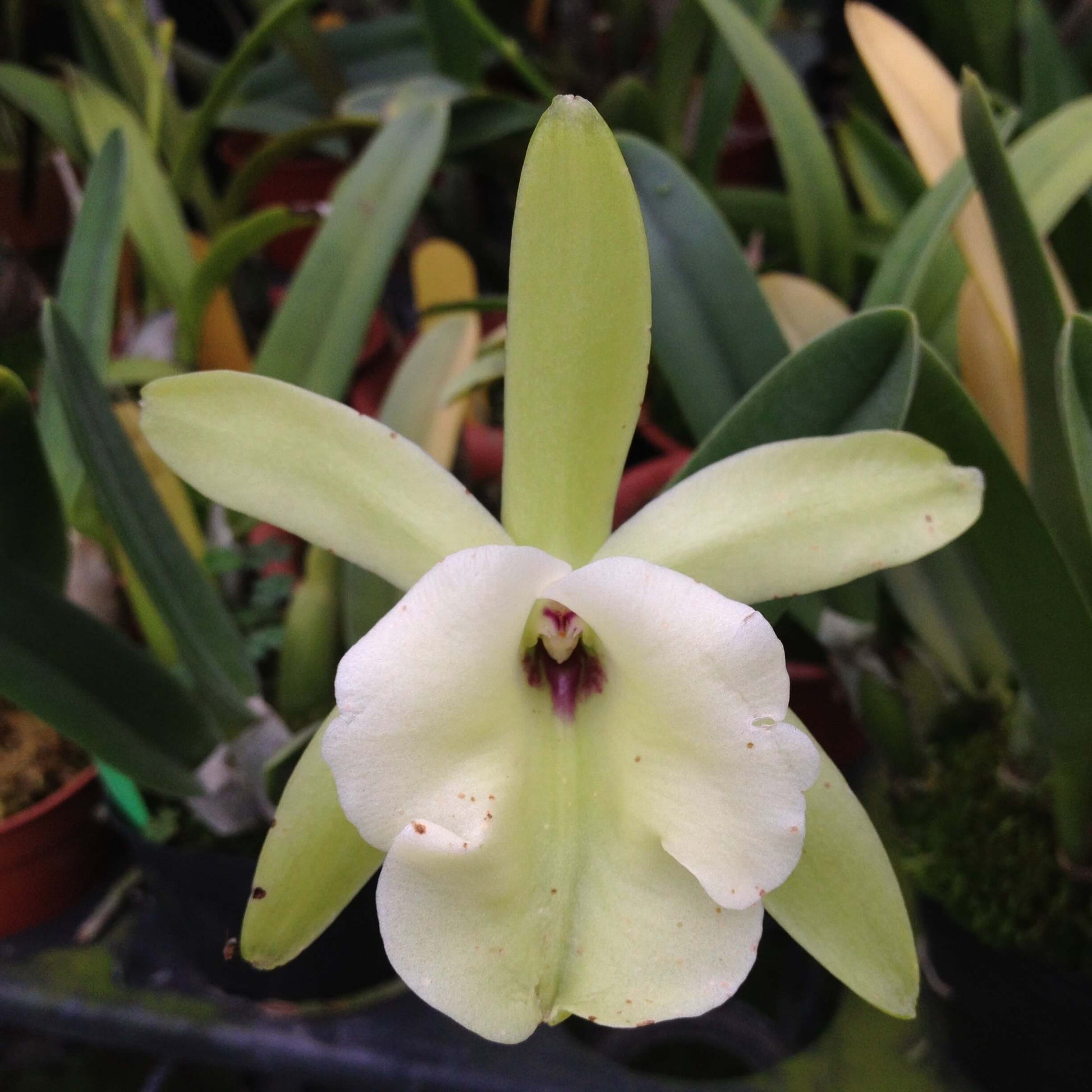 Rhyncholaelia glauca (syn. Brassavola glauca) is a species of epiphytic orchid in the family Orchidaceae, native to Mexico and Central America. Its range extends from southern Mexico, including Veracruz, Oaxaca, and Tabasco, through Belize, Guatemala, and southeastern Honduras. This orchid typically grows in open mountain forests at intermediate elevations of approximately 700–1600 meters.