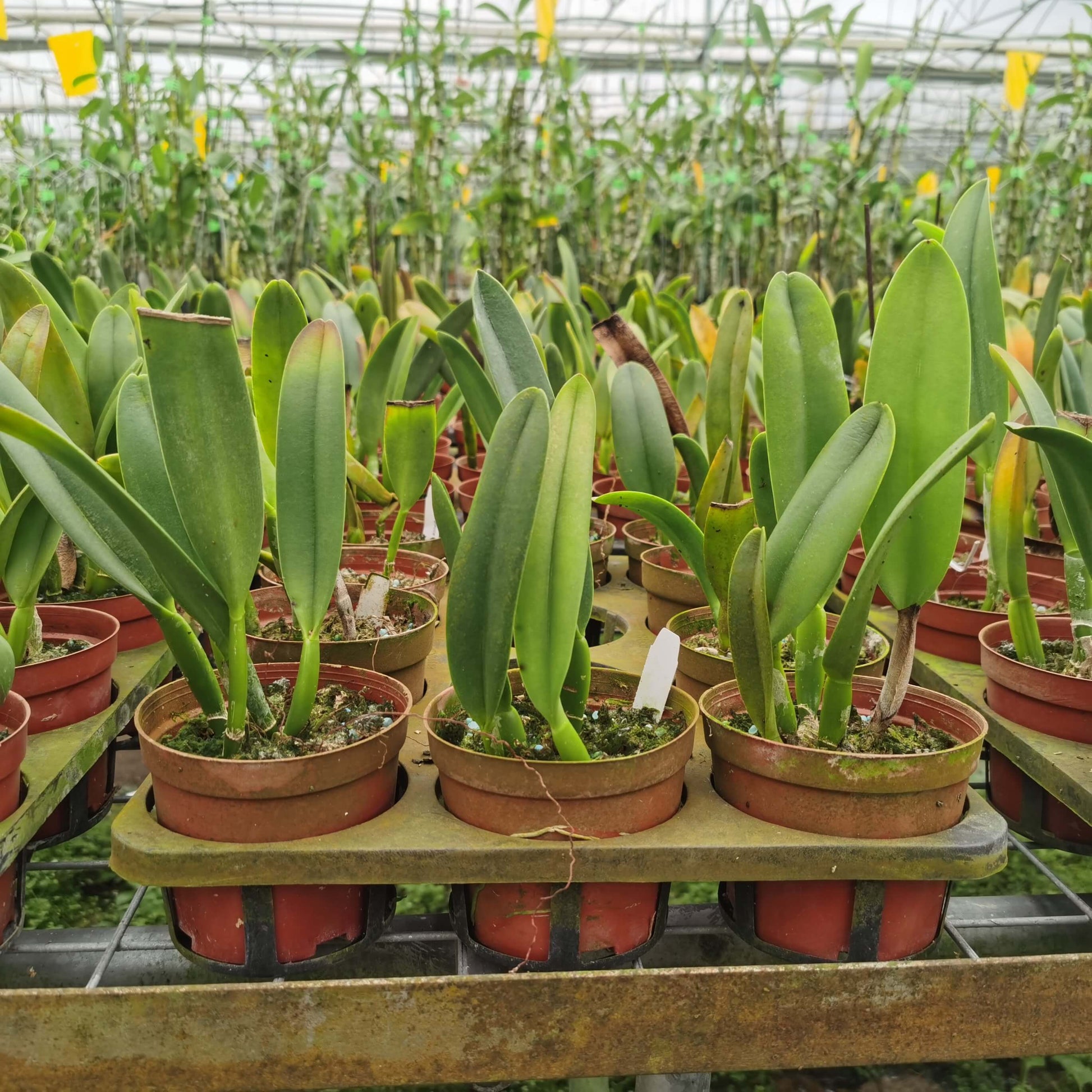 Rhyncholaelia glauca (syn. Brassavola glauca) is a species of epiphytic orchid in the family Orchidaceae, native to Mexico and Central America. Its range extends from southern Mexico, including Veracruz, Oaxaca, and Tabasco, through Belize, Guatemala, and southeastern Honduras. This orchid typically grows in open mountain forests at intermediate elevations of approximately 700–1600 meters.