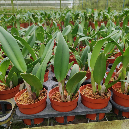 Rhyncholaeliocattleya Duh’s White ‘Pink Panther’