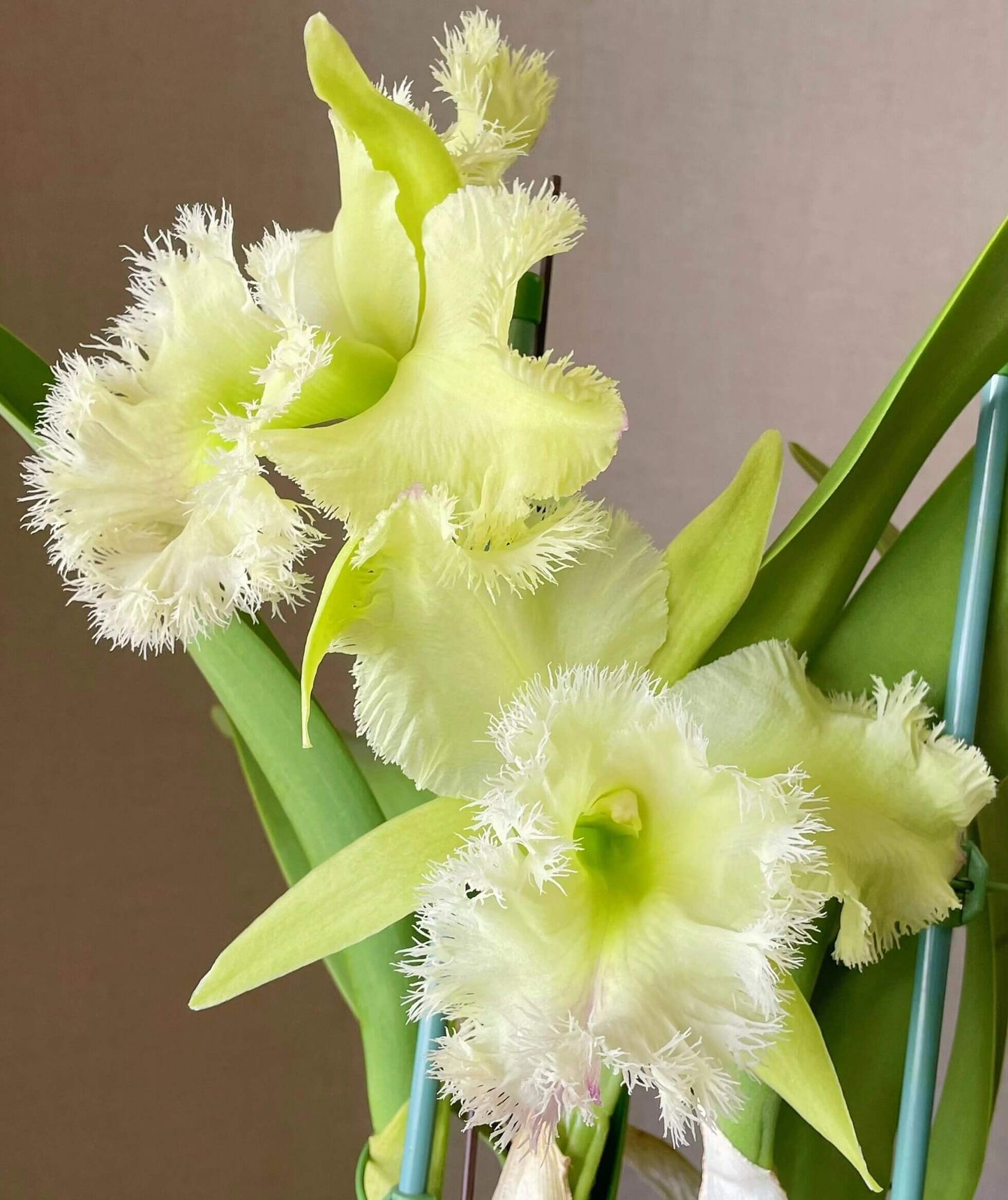 Rhyncholaeliocattleya Golf Green is a Cattleya‑alliance orchid hybrid, created by crossing Cattleya Moscombe × Rhyncholaelia digbyana. This striking hybrid is known for its large, bright chartreuse‑green flowers, often with frilly petals and lip, and a pleasant fragrance that may be most noticeable at night or in the morning.