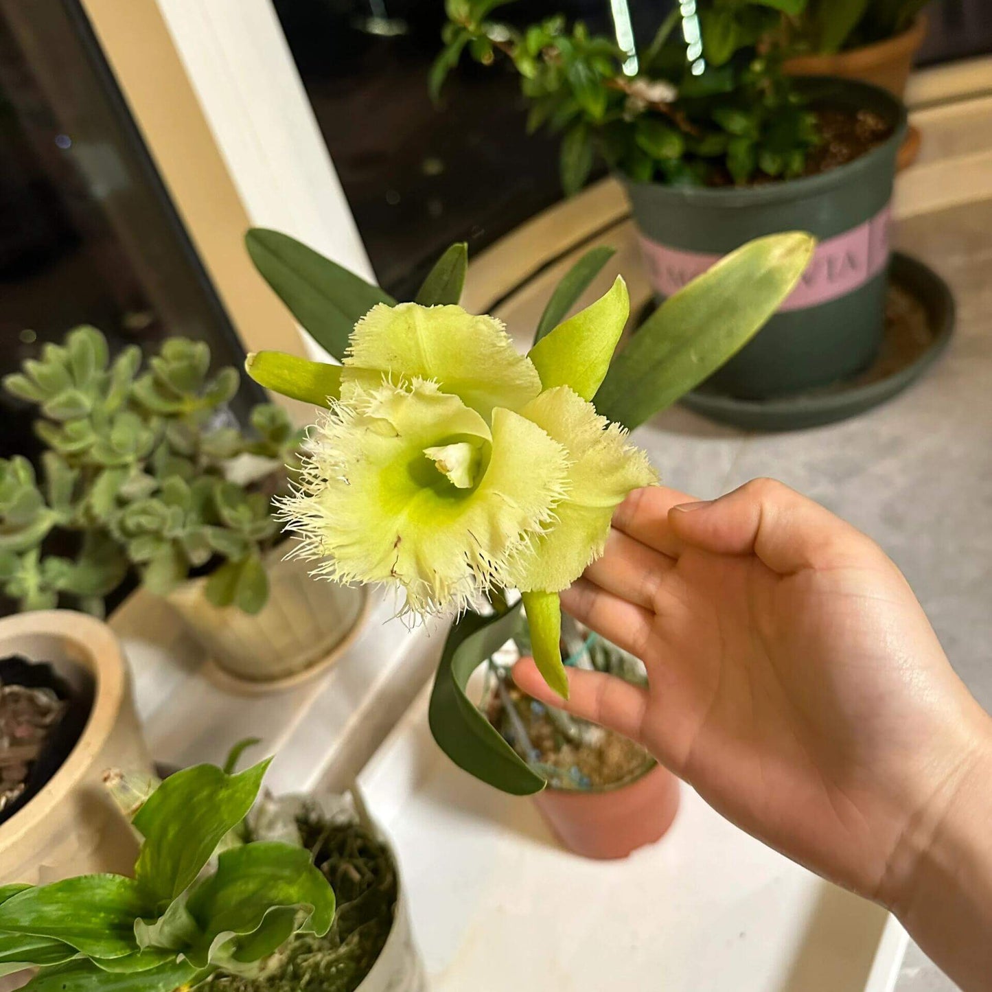 Rhyncholaeliocattleya Orglade’s Moon Cheese is a Cattleya-alliance orchid hybrid, a cross between Cattleya Brazilian Treasure and Rhyncholaelia digbyana, combining traits from both parents—including the elegant form often seen in Cattleya-alliance orchids and the fragrant, frilled characteristics of Rhyncholaelia digbyana.