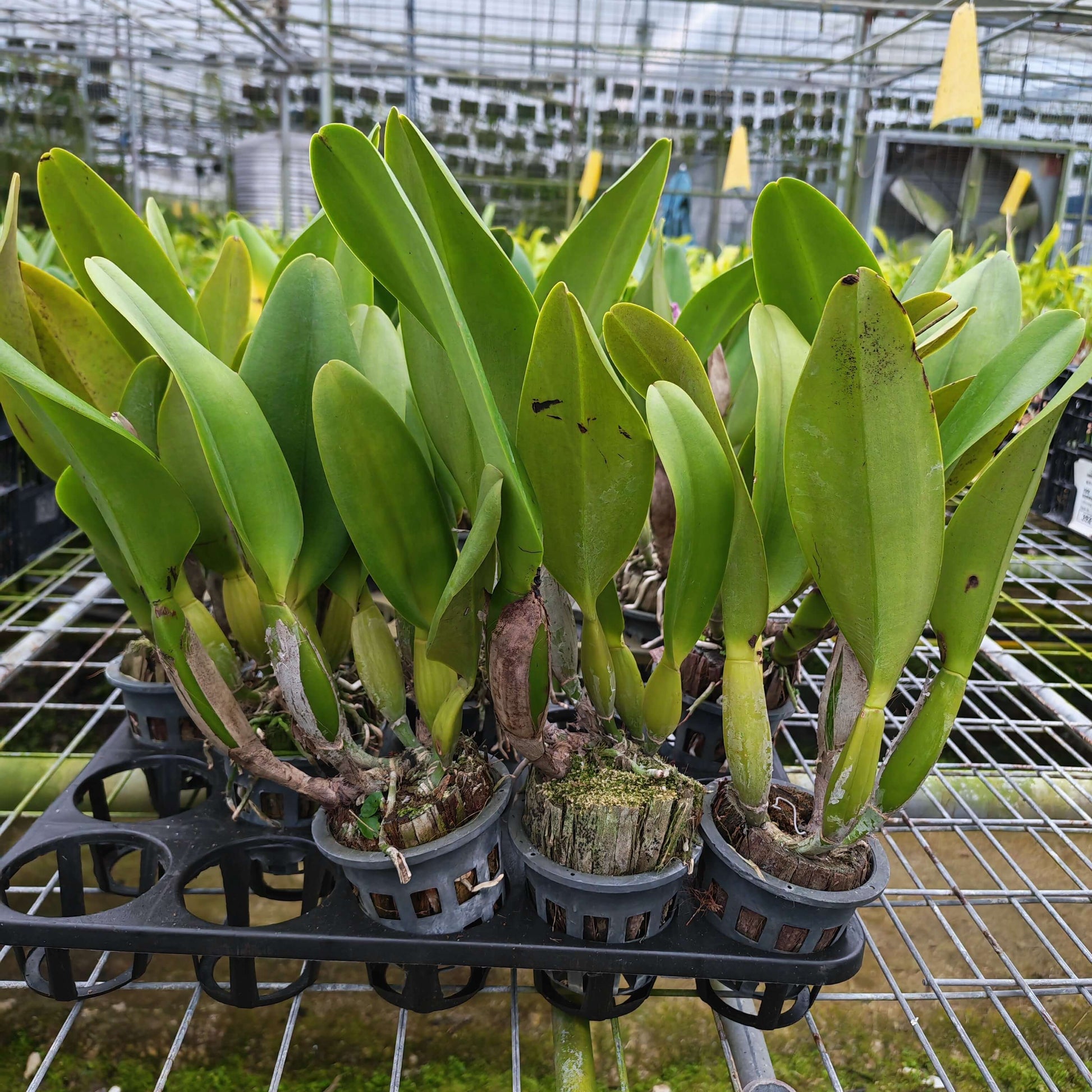 Rhyncholaeliocattleya Wangnamkeaw Pink (often abbreviated Rlc. Wangnamkeaw Pink) is a hybrid orchid in the Rhyncholaeliocattleya group—a group of showy Cattleya-alliance orchids prized for large, colorful, and often fragrant flowers.