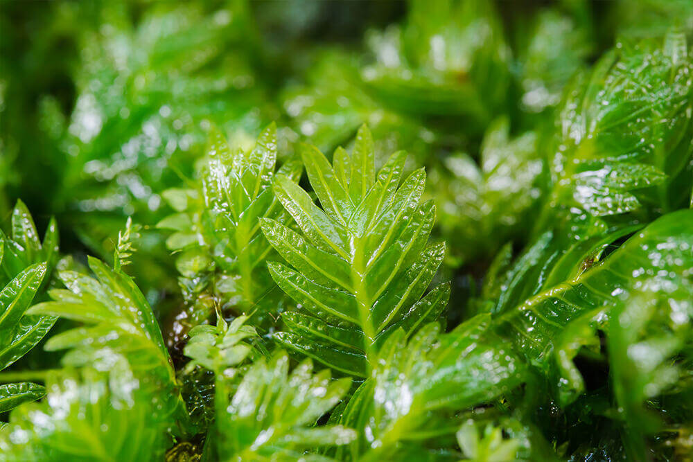 Fissidens dubius, commonly known as the Rock pocket moss, is a medium-sized moss belonging to the Hypnaceae family, with green or yellow-green foliage. We sell selectively bred, artificially propagated Fissidens dubius that thrives both submerged in water and in terrestrial environments, making it a versatile choice for aquascapes and moss gardens.