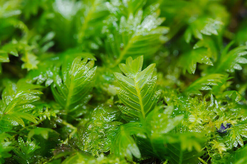 Fissidens dubius, commonly known as the Rock pocket moss, is a medium-sized moss belonging to the Hypnaceae family, with green or yellow-green foliage. We sell selectively bred, artificially propagated Fissidens dubius that thrives both submerged in water and in terrestrial environments, making it a versatile choice for aquascapes and moss gardens.