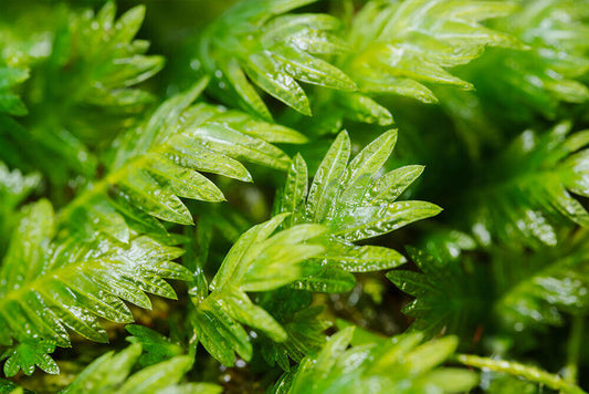 Fissidens dubius, commonly known as the Rock pocket moss, is a medium-sized moss belonging to the Hypnaceae family, with green or yellow-green foliage. We sell selectively bred, artificially propagated Fissidens dubius that thrives both submerged in water and in terrestrial environments, making it a versatile choice for aquascapes and moss gardens.