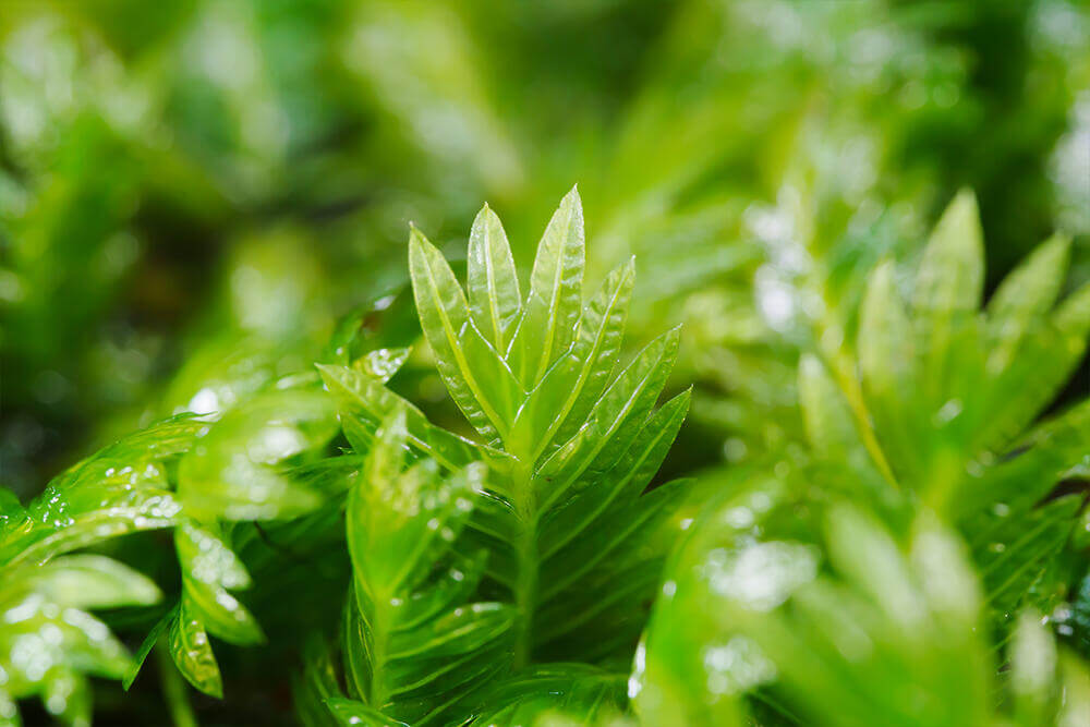 Fissidens dubius, commonly known as the Rock pocket moss, is a medium-sized moss belonging to the Hypnaceae family, with green or yellow-green foliage. We sell selectively bred, artificially propagated Fissidens dubius that thrives both submerged in water and in terrestrial environments, making it a versatile choice for aquascapes and moss gardens.