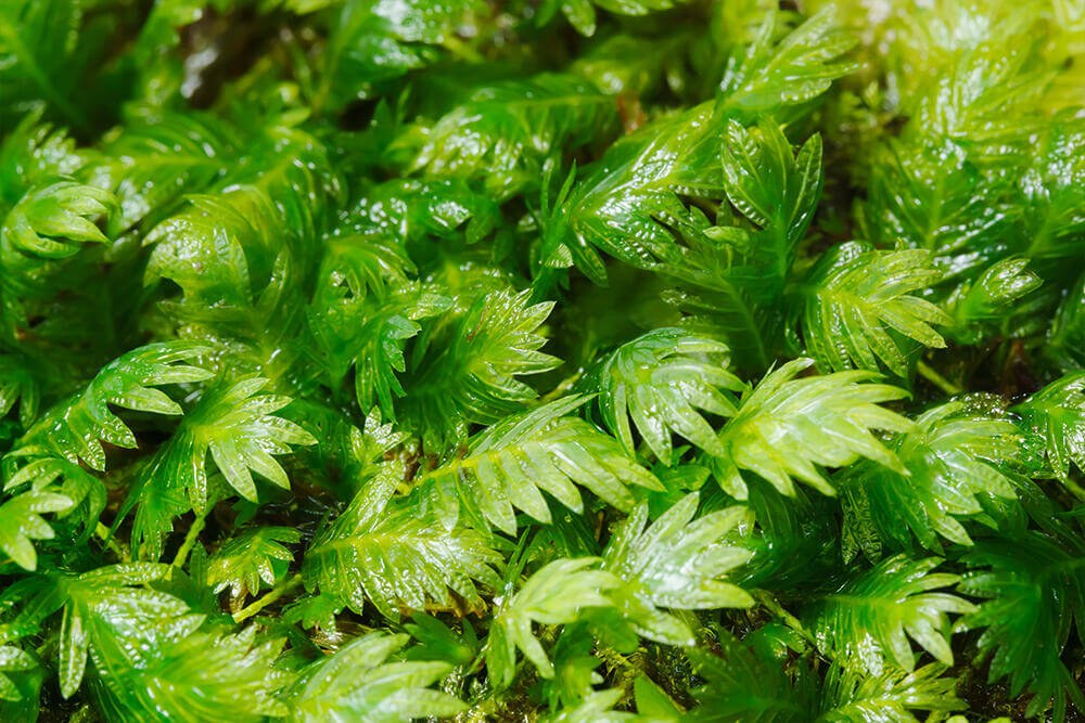 Fissidens dubius, commonly known as the Rock pocket moss, is a medium-sized moss belonging to the Hypnaceae family, with green or yellow-green foliage. We sell selectively bred, artificially propagated Fissidens dubius that thrives both submerged in water and in terrestrial environments, making it a versatile choice for aquascapes and moss gardens.