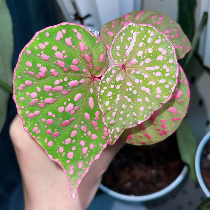 Begonia Roseopunctata is a shrub-like begonia known for its unique "rosy-spotted" appearance. The name "Roseopunctata" comes from Latin, with "roseo" meaning "rosy" and "punctata" meaning "spotted." The leaves have a fluorescent pink border, and pink spots are scattered across the surface, creating a textured effect that adds to its visual appeal. It is native to the northern part of Borneo, Malaysia, in the Sarawak region.