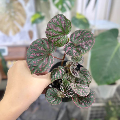 Begonia Roseopunctata is a shrub-like begonia known for its unique "rosy-spotted" appearance. The name "Roseopunctata" comes from Latin, with "roseo" meaning "rosy" and "punctata" meaning "spotted." The leaves have a fluorescent pink border, and pink spots are scattered across the surface, creating a textured effect that adds to its visual appeal. It is native to the northern part of Borneo, Malaysia, in the Sarawak region.