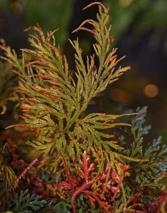 Selaginella erythropus, commonly known as the Ruby Red Club Moss, is a striking species of spike moss native to tropical regions of Central and South America. This plant is renowned for its vibrant green upper fronds and deep ruby-red undersides, making it a popular choice for terrariums and shaded indoor gardens. It thrives in humid environments and is well-suited for cultivation in containers or terrariums.