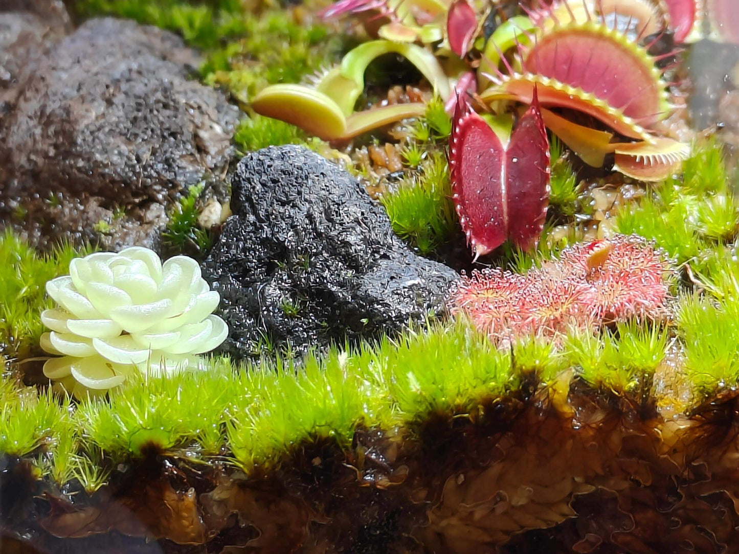 Campylopus flexuosus, commonly known as Rusty Swan-neck Moss, has a dark-colored plant body with long pseudoroots. These pseudoroots can be removed for planting or the moss can be propagated by cutting the leaves or breaking the stems. This moss is tolerant of high humidity and strong light and can grow in shallow water. It is suitable for mixing with carnivorous plants. However, it has poor resistance to mold, so it is prone to mold in a sealed or overly humid environment.