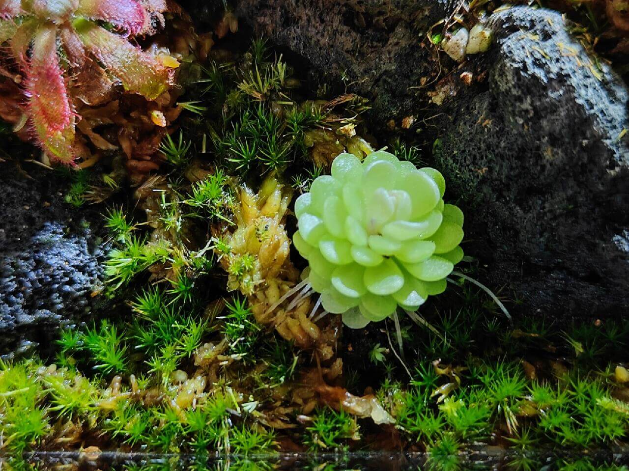 Campylopus flexuosus, commonly known as Rusty Swan-neck Moss, has a dark-colored plant body with long pseudoroots. These pseudoroots can be removed for planting or the moss can be propagated by cutting the leaves or breaking the stems. This moss is tolerant of high humidity and strong light and can grow in shallow water. It is suitable for mixing with carnivorous plants. However, it has poor resistance to mold, so it is prone to mold in a sealed or overly humid environment.