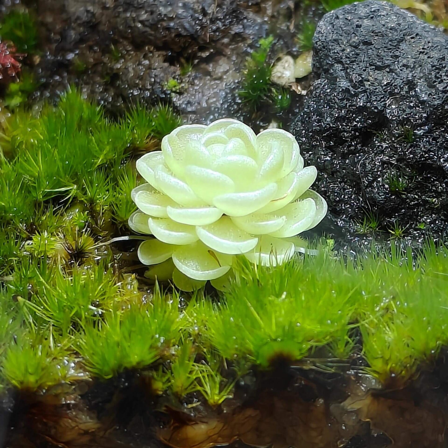 Campylopus flexuosus, commonly known as Rusty Swan-neck Moss, has a dark-colored plant body with long pseudoroots. These pseudoroots can be removed for planting or the moss can be propagated by cutting the leaves or breaking the stems. This moss is tolerant of high humidity and strong light and can grow in shallow water. It is suitable for mixing with carnivorous plants. However, it has poor resistance to mold, so it is prone to mold in a sealed or overly humid environment.