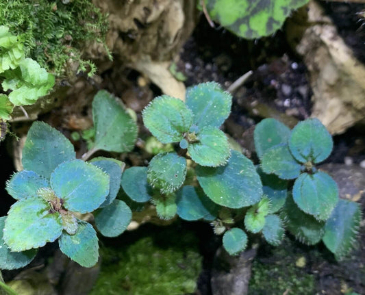 Sarcopyramis parvifolia is a rare and visually striking plant from the Melastomataceae family, native to tropical and subtropical regions of Asia. Known for its iridescent, blue-green leaves, it thrives in high-humidity environments, making it ideal for terrariums.