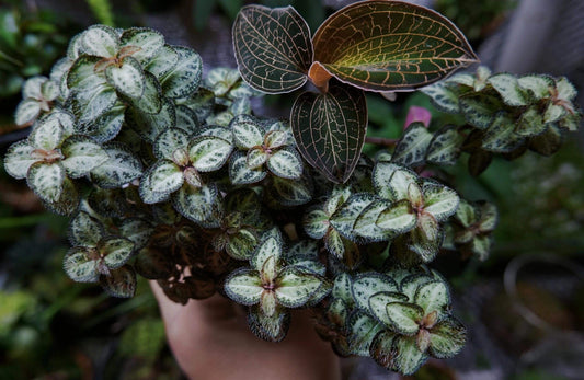 The foliage of this Sarcopyramis sp. undergoes a fascinating color transformation; under low-light conditions, the leaves develop a subtle bluish tint, making it a striking addition to any collection. Native to Asia, this miniature plant thrives in high-humidity environments, making it perfect for terrariums where consistent moisture and indirect light are maintained.
