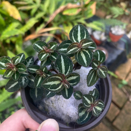 Sarcopyramis sp. Deep Green Leaf with White Veins, native to Asia, features striking deep green leaves adorned with distinct white veins, creating a beautiful contrast. This plant thrives in high-humidity environments, making it ideal for terrariums, where it can flourish under controlled conditions with consistent moisture and indirect light.