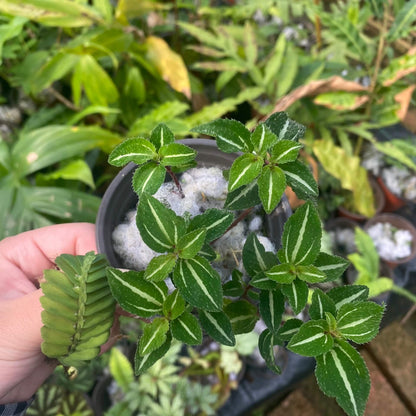 Sarcopyramis sp. Fresh Green Leaf with White Veins, native to Asia, showcases vibrant fresh green leaves with delicate white veins running through them, creating a stunning visual contrast. Thriving in high-humidity environments, it is perfect for terrariums, where it can flourish under controlled conditions with consistent moisture and indirect light.