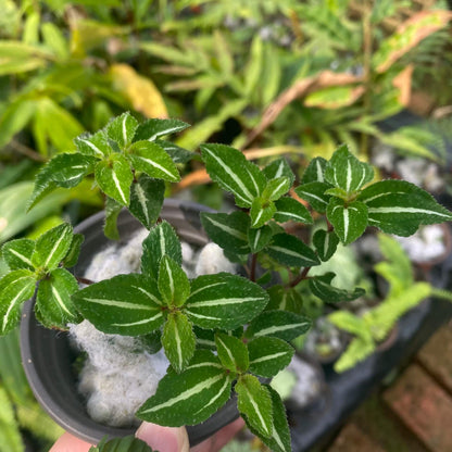 Sarcopyramis sp. Fresh Green Leaf with White Veins, native to Asia, showcases vibrant fresh green leaves with delicate white veins running through them, creating a stunning visual contrast. Thriving in high-humidity environments, it is perfect for terrariums, where it can flourish under controlled conditions with consistent moisture and indirect light.