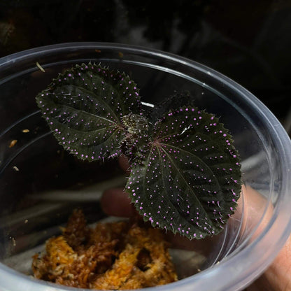 Sarcopyramis sp. Sanggau Pink Spots is native to West Kalimantan, Indonesia. Its leaves are adorned with pink spots and white fuzz, creating a unique appearance. This plant stays small, only reaching about 6 inches but often remaining even smaller, making it an ideal choice for terrariums.