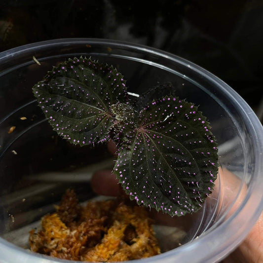 Sarcopyramis sp. Sanggau Pink Spots is native to West Kalimantan, Indonesia. Its leaves are adorned with pink spots and white fuzz, creating a unique appearance. This plant stays small, only reaching about 6 inches but often remaining even smaller, making it an ideal choice for terrariums.