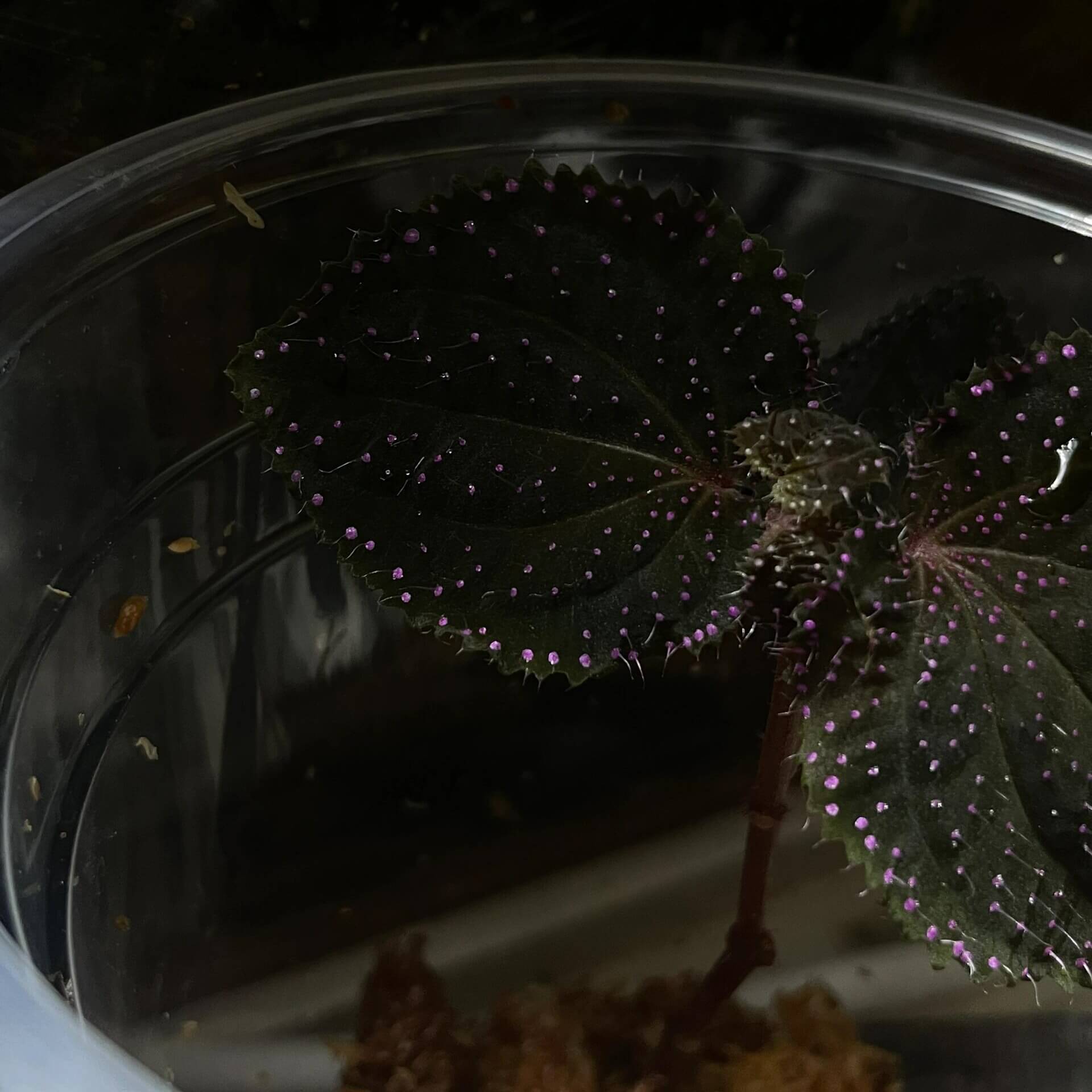 Sarcopyramis sp. Sanggau Pink Spots is native to West Kalimantan, Indonesia. Its leaves are adorned with pink spots and white fuzz, creating a unique appearance. This plant stays small, only reaching about 6 inches but often remaining even smaller, making it an ideal choice for terrariums.