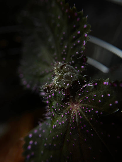 Sarcopyramis sp. Sanggau Pink Spots is native to West Kalimantan, Indonesia. Its leaves are adorned with pink spots and white fuzz, creating a unique appearance. This plant stays small, only reaching about 6 inches but often remaining even smaller, making it an ideal choice for terrariums.
