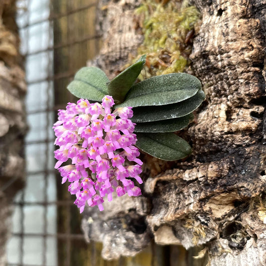 Schoenorchis tixieri is a diminutive and captivating orchid species native to southern Yunnan province in China and central Laos. This orchid is very small, making it perfect for terrariums where space and humidity can be carefully controlled.