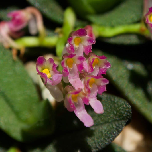 Schoenorchis fragrans is a miniature orchid species native to parts of Asia, including Assam (India), Thailand, Myanmar, Vietnam, and Yunnan (China). This species is particularly noted for its delicate, bright pink flowers and its subtle fragrance.