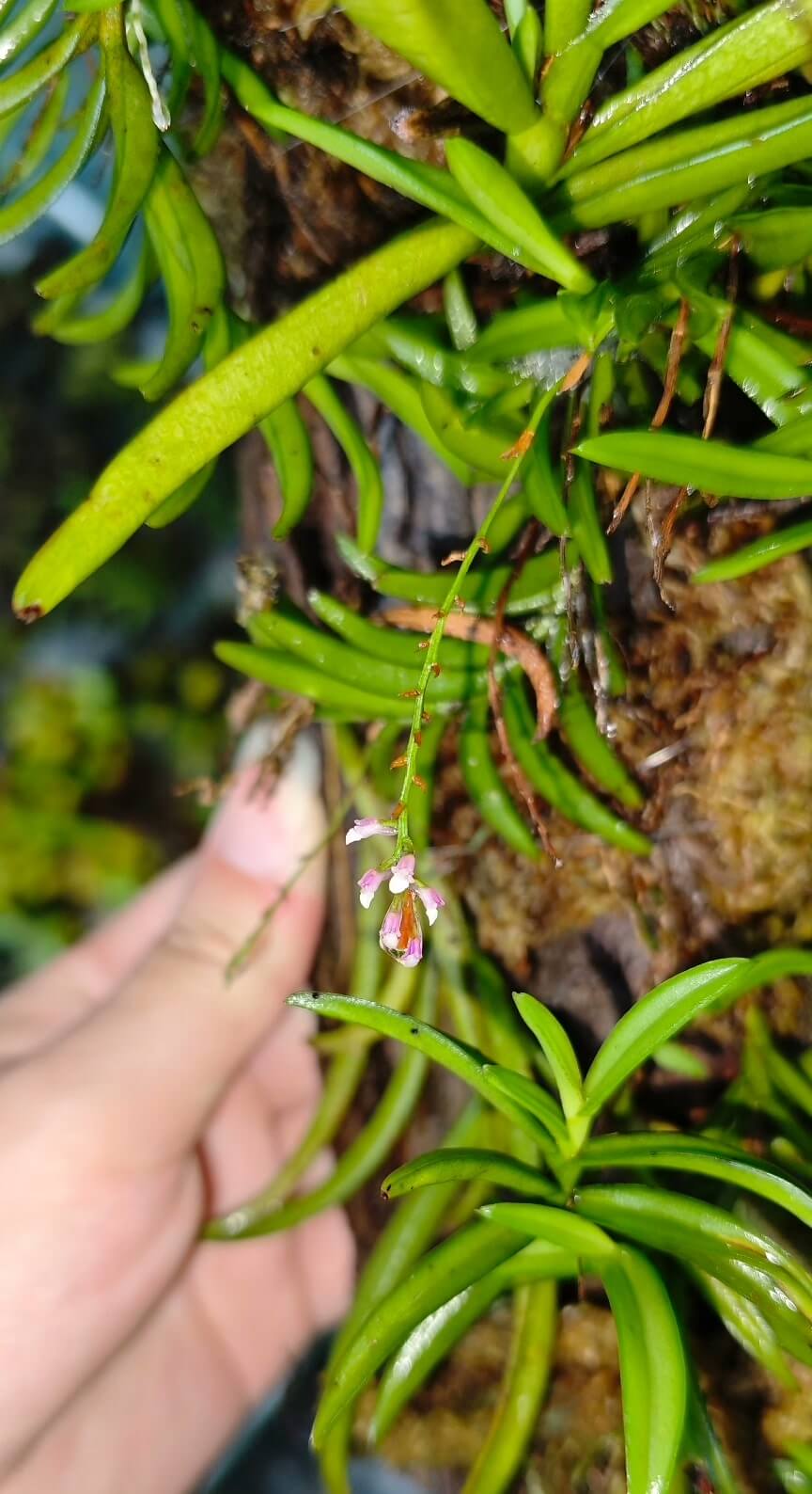 Schoenorchis gemmata is a miniature epiphytic orchid native to Southeast Asia and the eastern Himalayas. This species thrives in humid, mossy forests, typically found at elevations ranging from 450 to 2,500 meters above sea level.