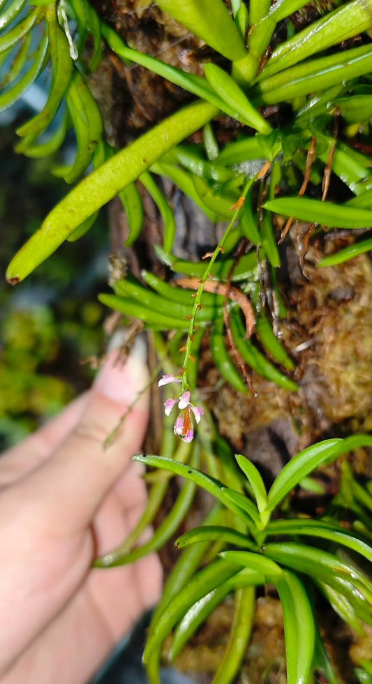 Schoenorchis gemmata is a miniature epiphytic orchid native to Southeast Asia and the eastern Himalayas. This species thrives in humid, mossy forests, typically found at elevations ranging from 450 to 2,500 meters above sea level.