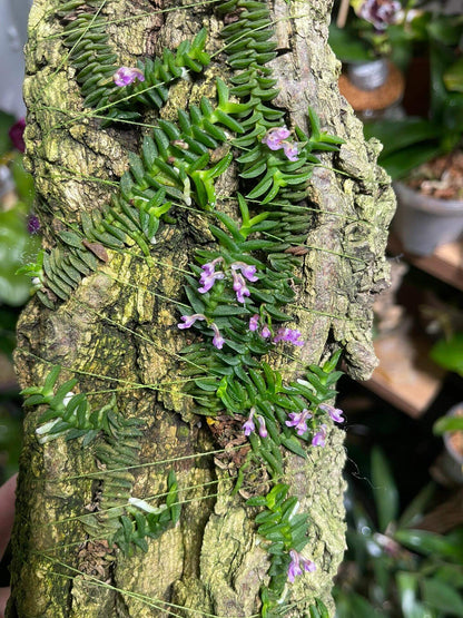 Schoenorchis scolopendria is a micro-miniature epiphytic orchid native to Vietnam, renowned for its unique, centipede-like foliage and vibrant pink flowers. This species is a favorite among orchid enthusiasts and terrarium growers due to its compact size and distinctive appearance.