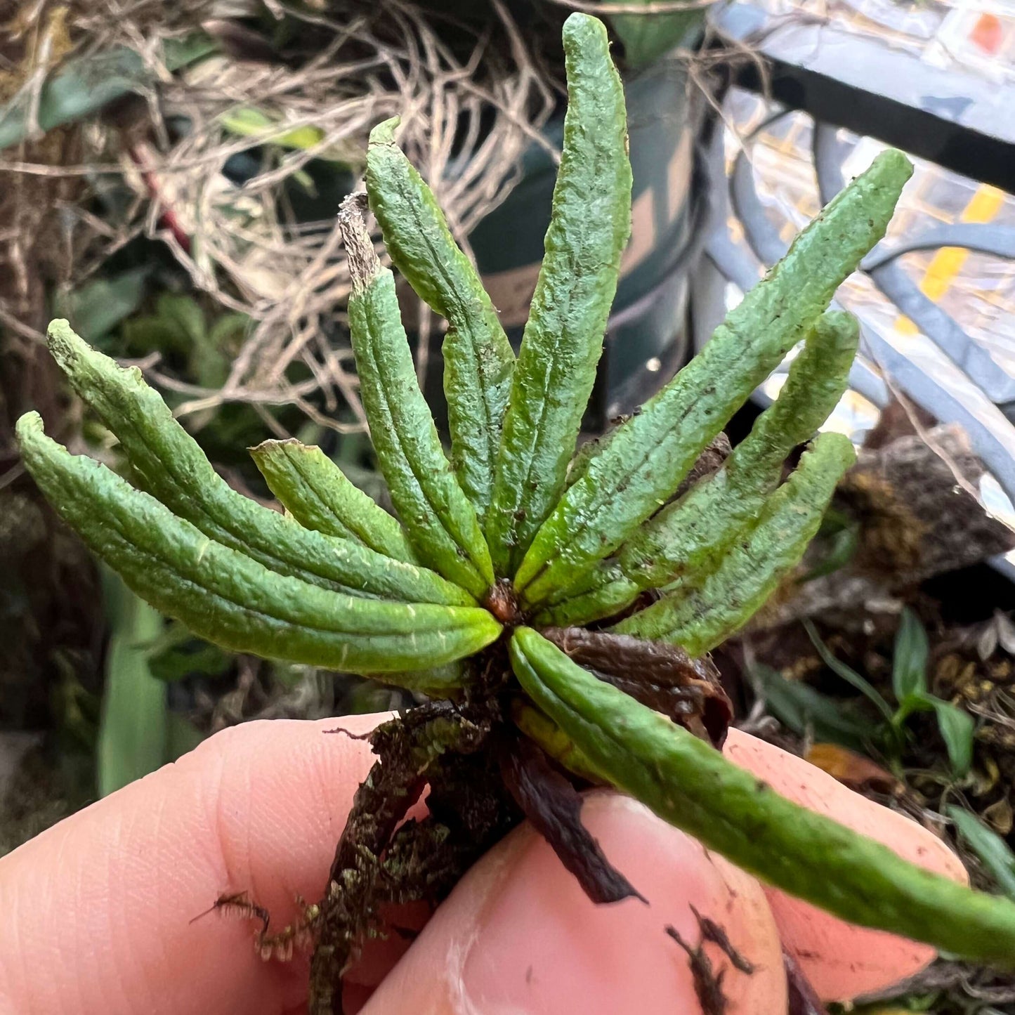 Scleroglossum sulcatum is a fern species in the family Polypodiaceae, widely distributed across tropical and subtropical regions of Asia and the Pacific, including Sri Lanka, southern China, Taiwan, Southeast Asia (Thailand, Vietnam, Peninsular Malaysia), parts of Indonesia (such as Sumatra, Borneo, Sulawesi, and the Moluccas), New Guinea, the Philippines, and numerous Pacific islands such as the Solomon Islands, Samoa, and the Caroline Islands.