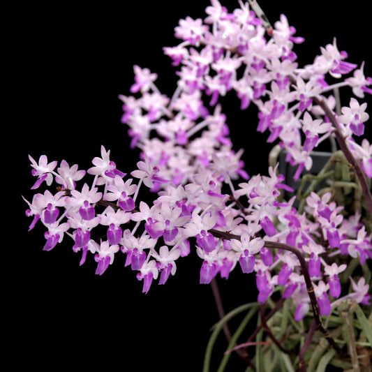 Seidenfadenia mitrata is a distinctive miniature to small monopodial epiphytic orchid native to Myanmar and Thailand, where it grows in seasonally dry forests. It produces long, pendant or arching stems densely covered with thick, cylindrical, terete leaves that give the plant a unique cascading appearance. In spring, and sometimes again in autumn under cultivation, it bears numerous small, fragrant flowers arranged along short inflorescences emerging between the leaves.