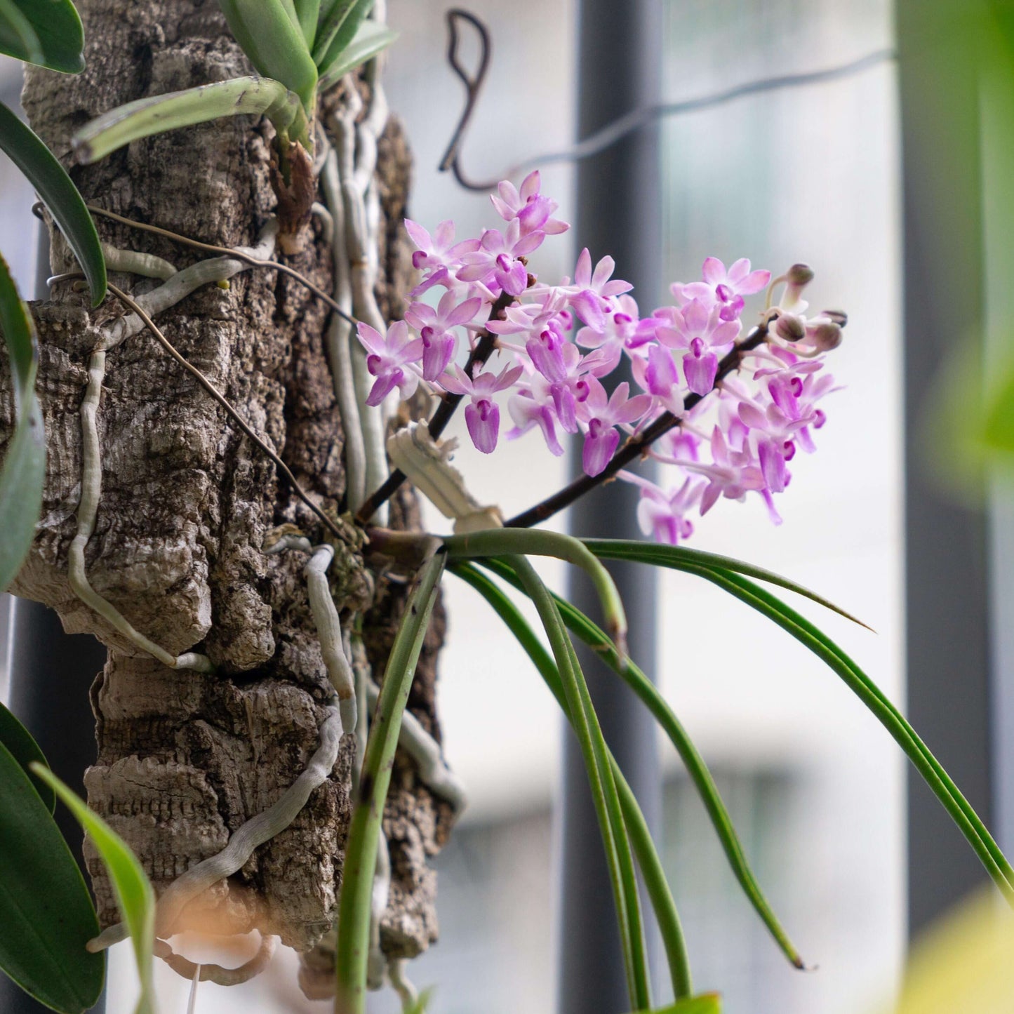 Seidenfadenia mitrata is a distinctive miniature to small monopodial epiphytic orchid native to Myanmar and Thailand, where it grows in seasonally dry forests. It produces long, pendant or arching stems densely covered with thick, cylindrical, terete leaves that give the plant a unique cascading appearance. In spring, and sometimes again in autumn under cultivation, it bears numerous small, fragrant flowers arranged along short inflorescences emerging between the leaves.