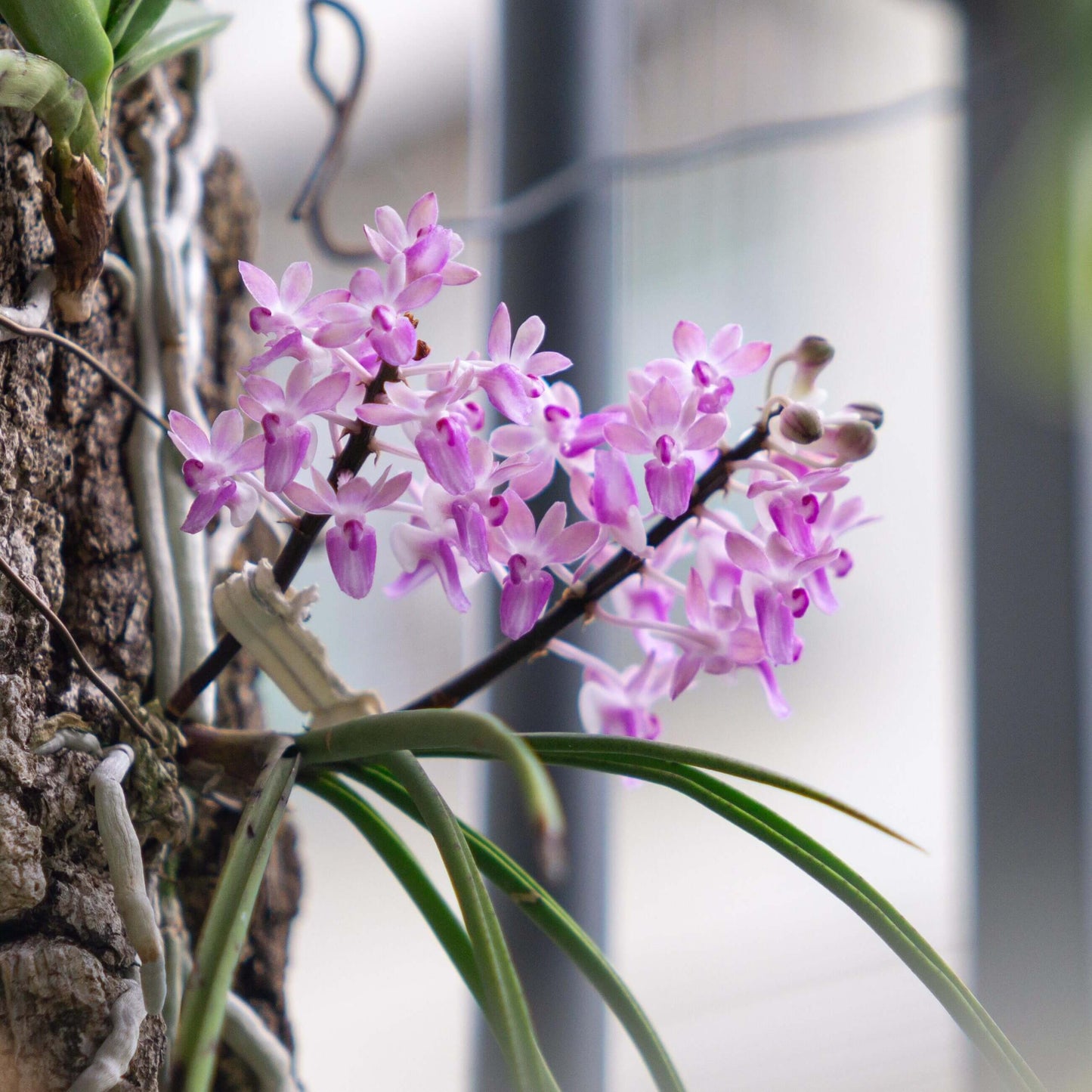 Seidenfadenia mitrata is a distinctive miniature to small monopodial epiphytic orchid native to Myanmar and Thailand, where it grows in seasonally dry forests. It produces long, pendant or arching stems densely covered with thick, cylindrical, terete leaves that give the plant a unique cascading appearance. In spring, and sometimes again in autumn under cultivation, it bears numerous small, fragrant flowers arranged along short inflorescences emerging between the leaves.