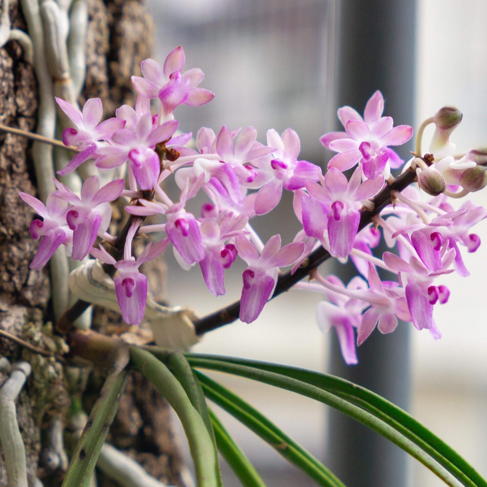 Seidenfadenia mitrata is a distinctive miniature to small monopodial epiphytic orchid native to Myanmar and Thailand, where it grows in seasonally dry forests. It produces long, pendant or arching stems densely covered with thick, cylindrical, terete leaves that give the plant a unique cascading appearance. In spring, and sometimes again in autumn under cultivation, it bears numerous small, fragrant flowers arranged along short inflorescences emerging between the leaves.