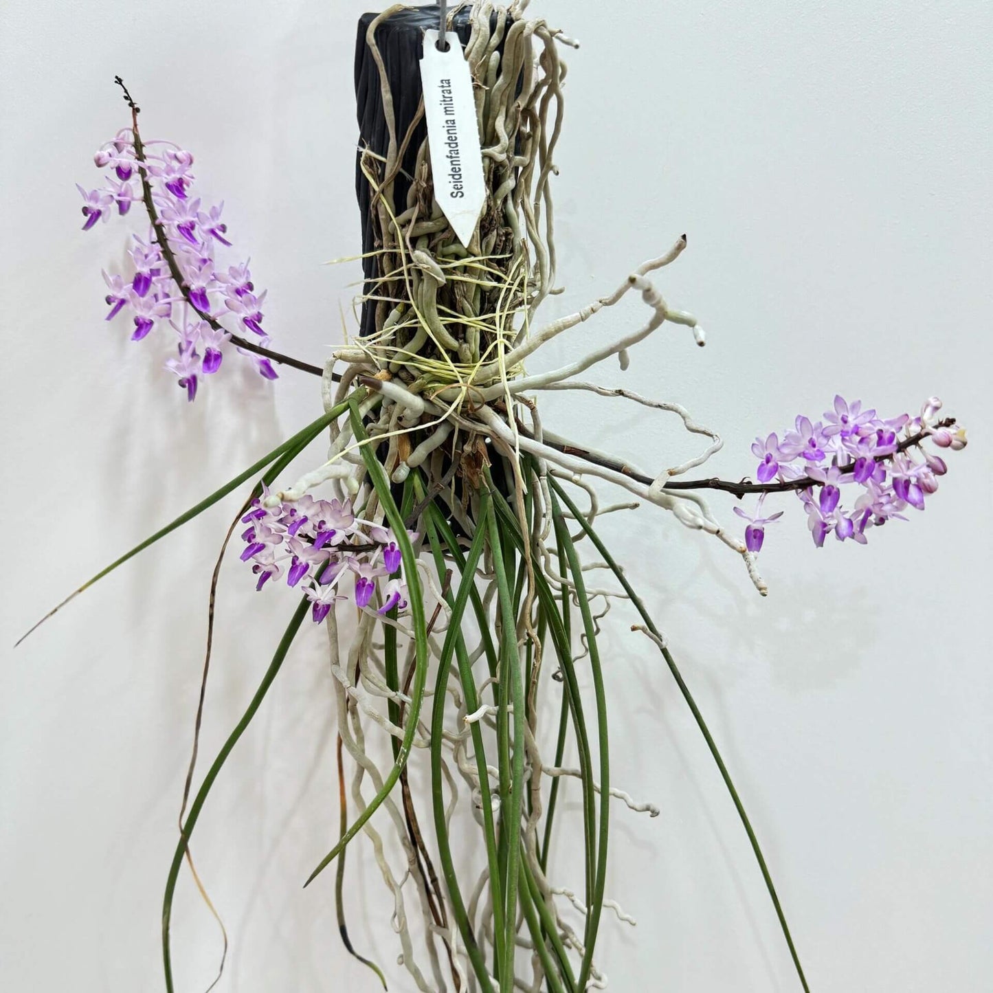 Seidenfadenia mitrata is a distinctive miniature to small monopodial epiphytic orchid native to Myanmar and Thailand, where it grows in seasonally dry forests. It produces long, pendant or arching stems densely covered with thick, cylindrical, terete leaves that give the plant a unique cascading appearance. In spring, and sometimes again in autumn under cultivation, it bears numerous small, fragrant flowers arranged along short inflorescences emerging between the leaves.