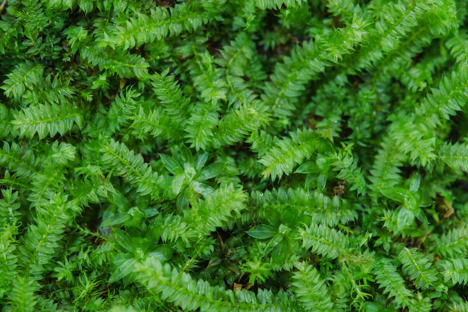 Racopilum cuspidigerum, also known as Selaginella Moss, is named for its leaf arrangement, which resembles that of the Selaginella plants (commonly known as clubmosses). This is a creeping moss that grows on decayed wood, rocks, and soil. It is excellent at attaching to wood, spreading quickly, and thrives in humid conditions, making it well-suited for micro-landscapes, terrariums, and paludariums.