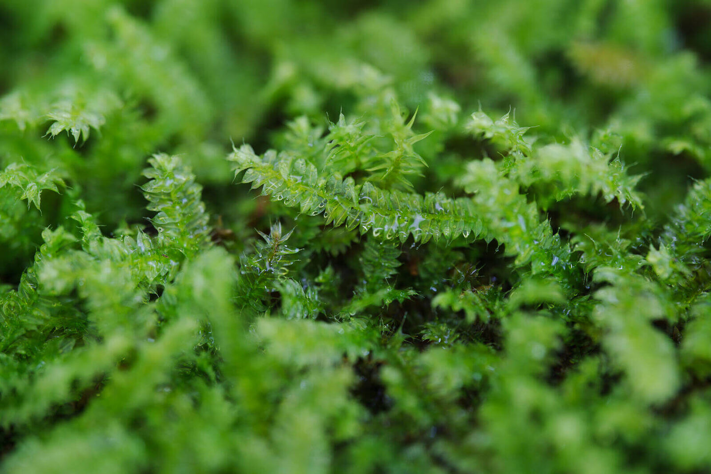 Racopilum cuspidigerum, also known as Selaginella Moss, is named for its leaf arrangement, which resembles that of the Selaginella plants (commonly known as clubmosses). This is a creeping moss that grows on decayed wood, rocks, and soil. It is excellent at attaching to wood, spreading quickly, and thrives in humid conditions, making it well-suited for micro-landscapes, terrariums, and paludariums.