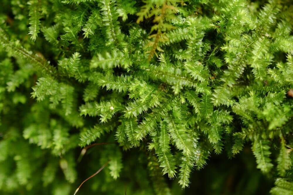 Racopilum cuspidigerum, also known as Selaginella Moss, is named for its leaf arrangement, which resembles that of the Selaginella plants (commonly known as clubmosses). This is a creeping moss that grows on decayed wood, rocks, and soil. It is excellent at attaching to wood, spreading quickly, and thrives in humid conditions, making it well-suited for micro-landscapes, terrariums, and paludariums.