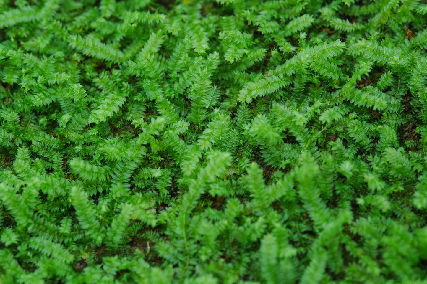 Racopilum cuspidigerum, also known as Selaginella Moss, is named for its leaf arrangement, which resembles that of the Selaginella plants (commonly known as clubmosses). This is a creeping moss that grows on decayed wood, rocks, and soil. It is excellent at attaching to wood, spreading quickly, and thrives in humid conditions, making it well-suited for micro-landscapes, terrariums, and paludariums.