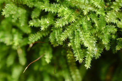 Racopilum cuspidigerum, also known as Selaginella Moss, is named for its leaf arrangement, which resembles that of the Selaginella plants (commonly known as clubmosses). This is a creeping moss that grows on decayed wood, rocks, and soil. It is excellent at attaching to wood, spreading quickly, and thrives in humid conditions, making it well-suited for micro-landscapes, terrariums, and paludariums.