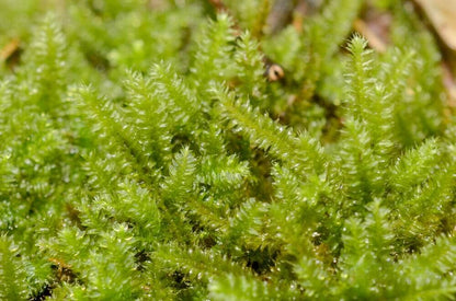 Racopilum cuspidigerum, also known as Selaginella Moss, is named for its leaf arrangement, which resembles that of the Selaginella plants (commonly known as clubmosses). This is a creeping moss that grows on decayed wood, rocks, and soil. It is excellent at attaching to wood, spreading quickly, and thrives in humid conditions, making it well-suited for micro-landscapes, terrariums, and paludariums.